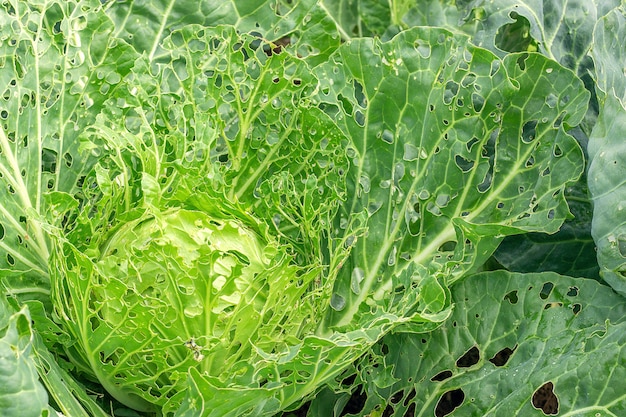 Cabbage damaged by insects pests close-up. 