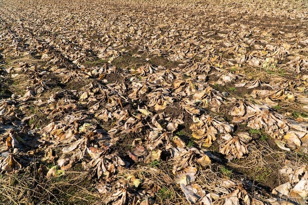 Cabbage field in early spring Cabbage field Field preparation for spring planting