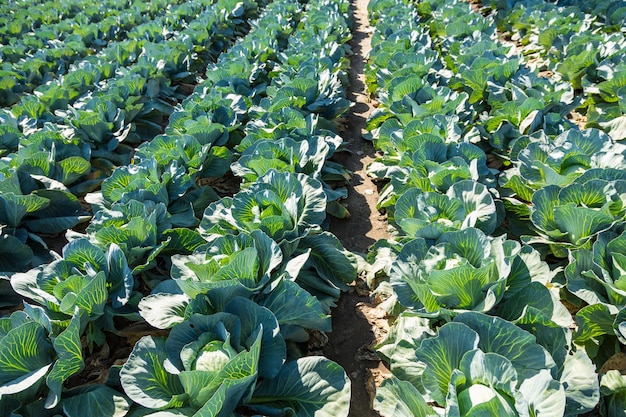 Cabbage field