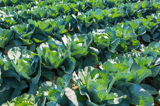 Cabbage field