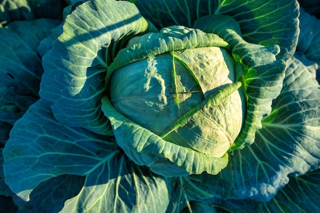 Cabbage fruit on the bed View from above