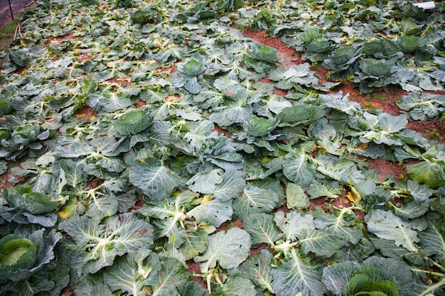 Cabbage in the garden after harvest.