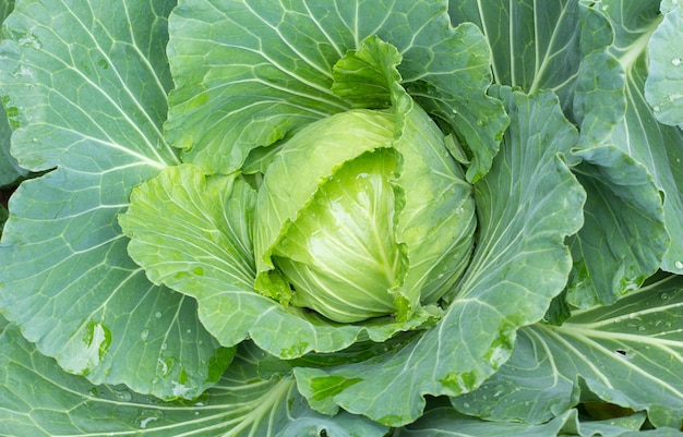 cabbage in the garden