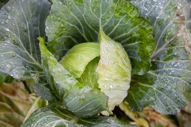 Cabbage in the garden.