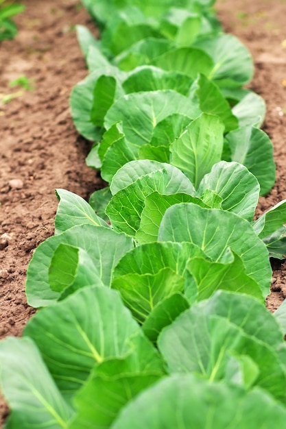 Cabbage growing in the garden. Fresh cabbage on soil