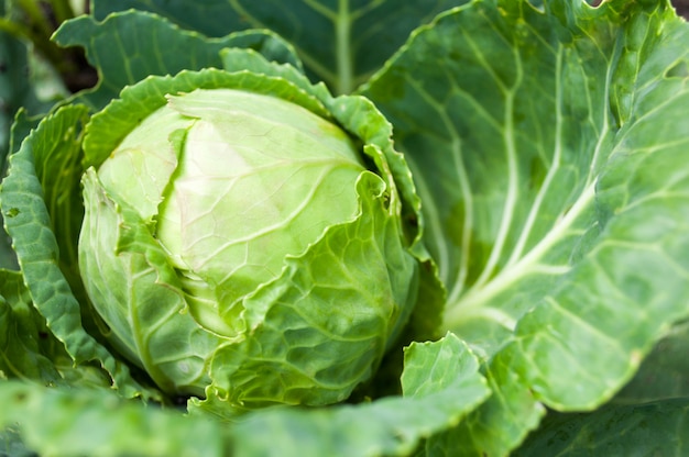 Cabbage head growing on the vegetable bed 