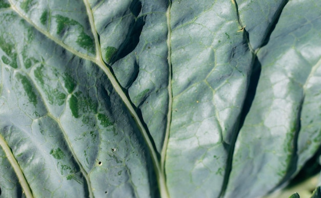 Cabbage leaf closeup Bright sunlight Natural background and texture