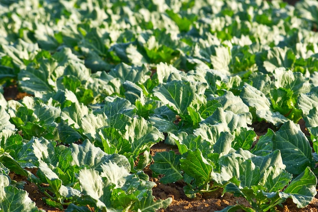 Cabbage leaves growing on the farm land