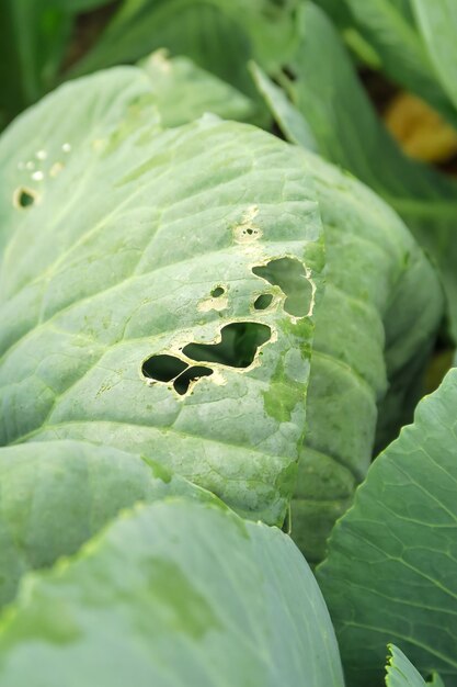 cabbage leaves spoiled by insects. cabbage cultivation and insect control concept