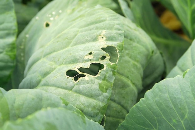 cabbage leaves spoiled by insects. cabbage cultivation and insect control concept