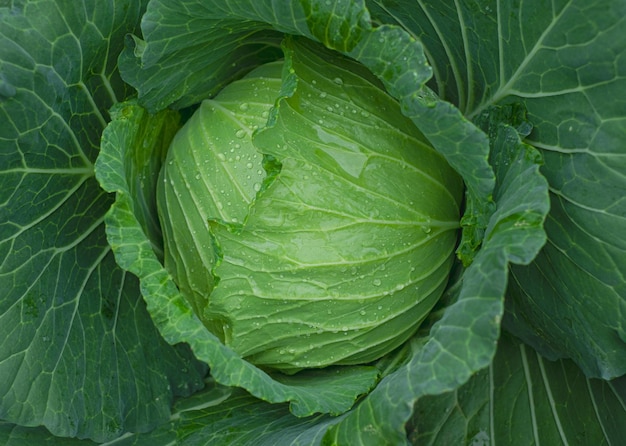 Cabbage maturing heads growing in the farm field