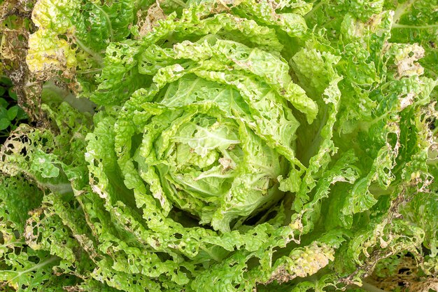 Cabbage pe-tsai damaged by insects pests close-up 