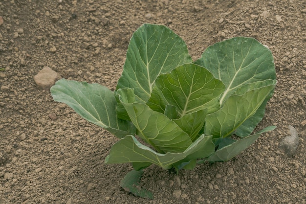 Cabbage plant in the field