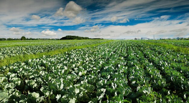 Cabbage plantation rows in the field agriculture