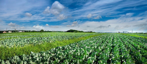 Cabbage plantation with beautiful sky with clouds