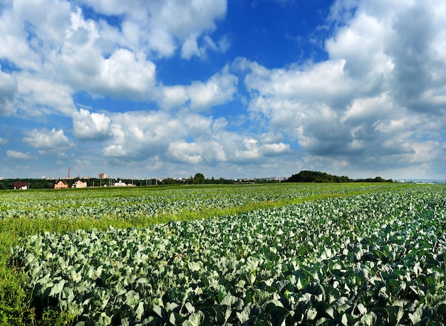 Cabbage plantations agriculture landscape with beautiful sky and clouds