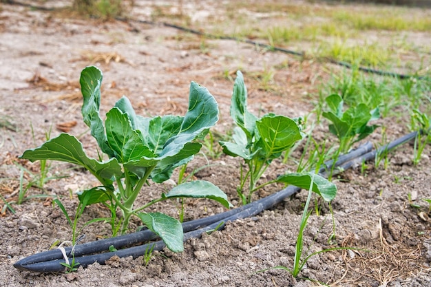 Cabbage planting in the field