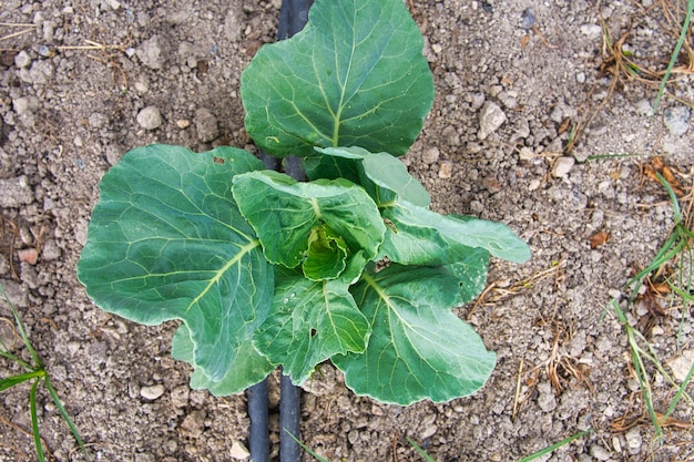 Cabbage planting in the field