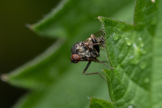 Cabbage root fly perched on a wet green leaf