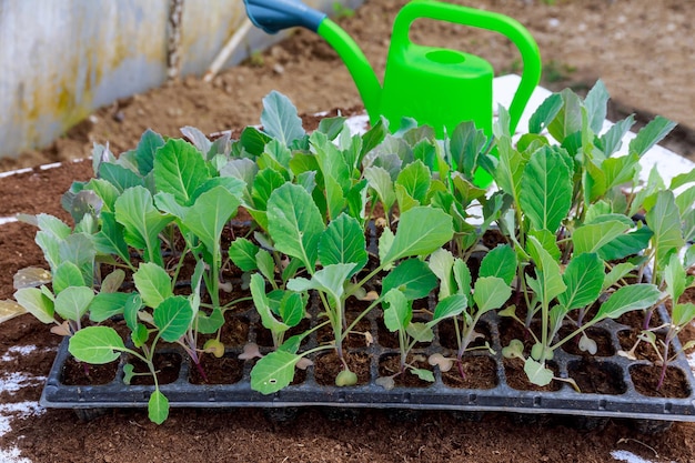 Cabbage seedlings in cassettes are in peat Green watering can near seedlings in a greenhouse