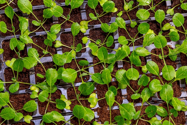 Cabbage seedlings grow in a container for growing seedlings. Cabbage leaves are dark green. Greenhouse cultivation.