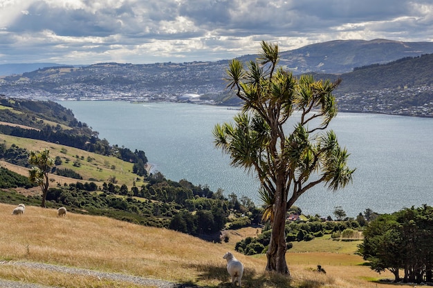 Cabbage tree (Cordyline australis) near Dunedin