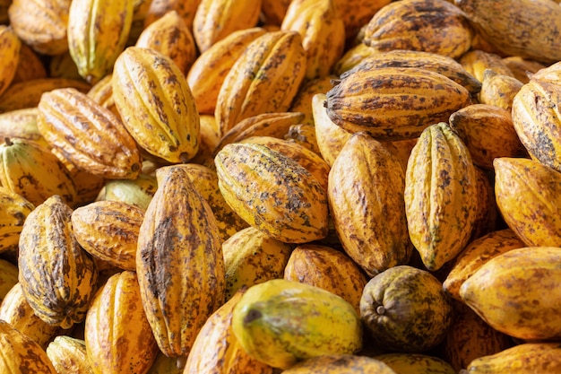 Cacao fruit, raw cacao beans and Cocoa pod background