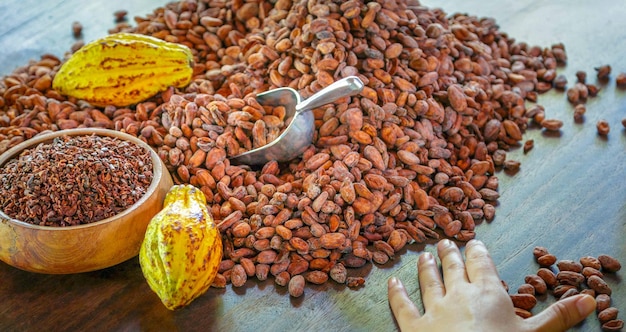 Cacao nibs are cocoa beans