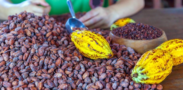 Cacao nibs and cocoa bean white cacao pods on a wooden table