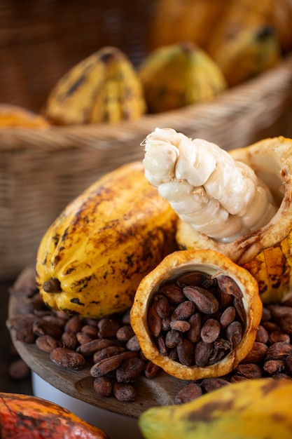 Cacao pods, Fermentation, Drying, and good storage for making good chocolate, Selective focus.