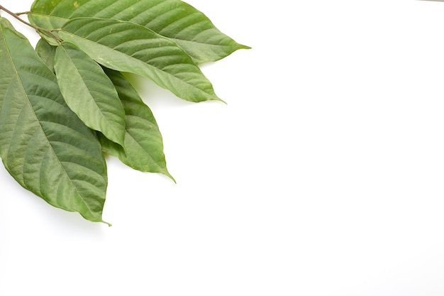 Cacao tree long leaves on white