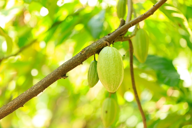 Cacao Tree (Theobroma cacao). Organic cocoa fruit pods in nature. (chocolate tree)