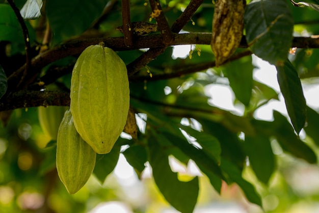 Cacao Tree Theobroma cacao Organic cocoa fruit pods in nature