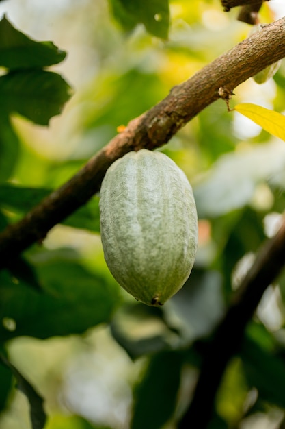 Cacao Tree Theobroma cacao Organic cocoa fruit pods in nature