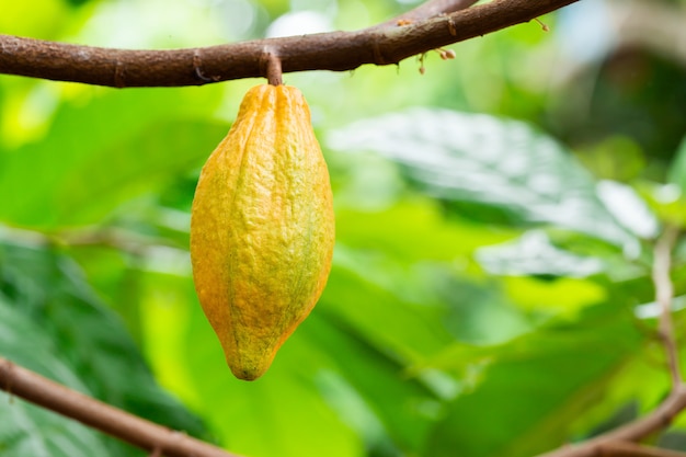 Cacao Tree (Theobroma cacao). Organic cocoa fruit pods in nature.