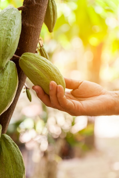 Cacao Tree (Theobroma cacao). Organic cocoa fruit pods in nature.