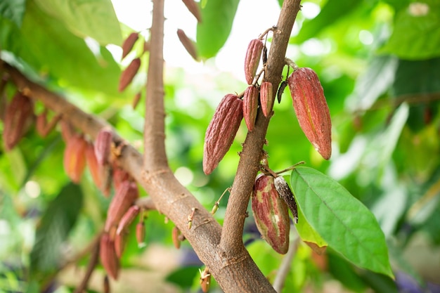 Cacao Tree Theobroma cacao Organic cocoa fruit pods in nature