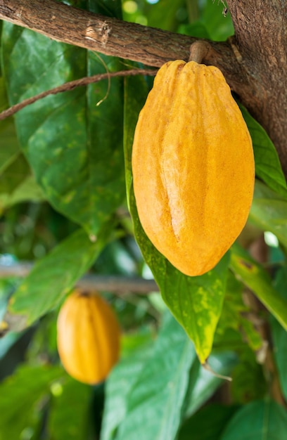 Cacao Tree Theobroma cacao Organic cocoa fruit pods in nature