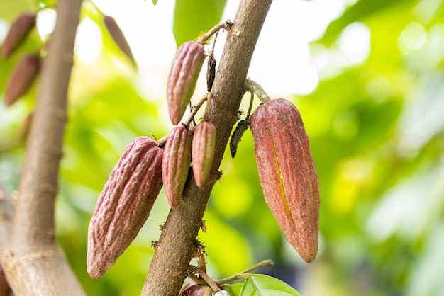 Cacao Tree Theobroma cacao Organic cocoa fruit pods in nature