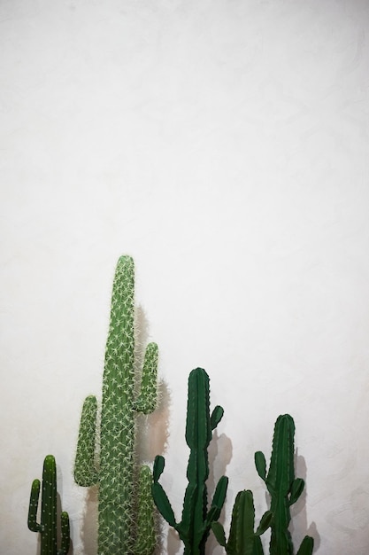 Cacti in pots against a white wall Mexico or Africa Minimalism