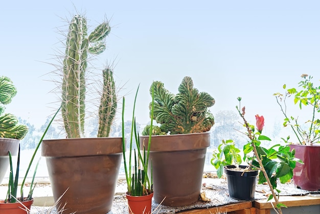 Cacti in pots on windowsill in sunlight copy space