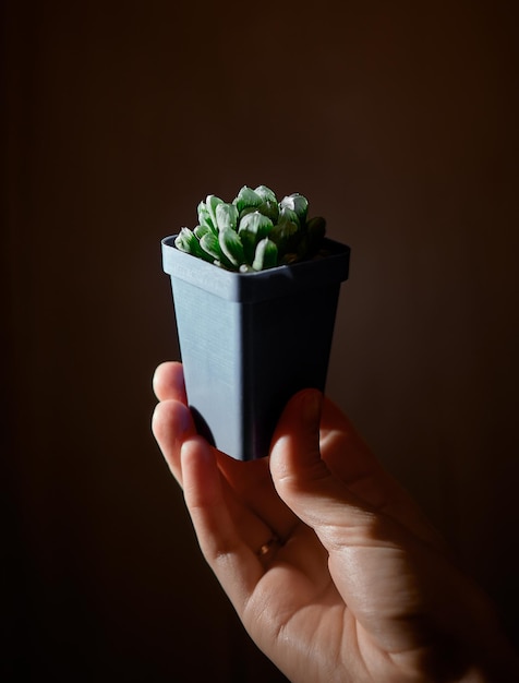 Cacti succulent Haworthia Cooperi in a  pot is glowing under hard light holding hand