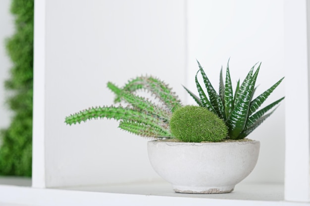 Cacti in a white flower pot on a shelf as an interior detail