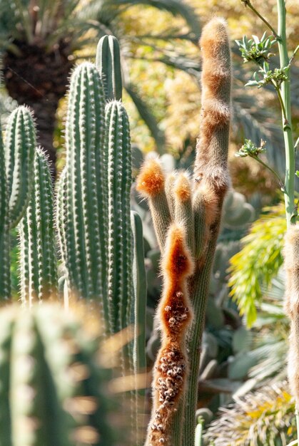 Cactus and Aloe Vera in the Majorelle Garden in Marrakech Morocco