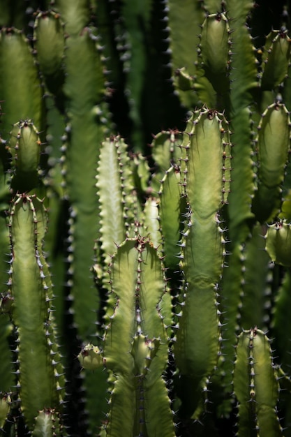 Cactus backdround cacti design or cactaceae pattern