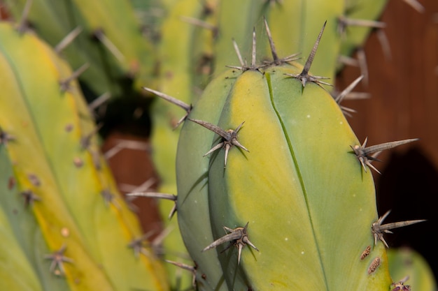 Cactus backdround cacti design or cactaceae pattern