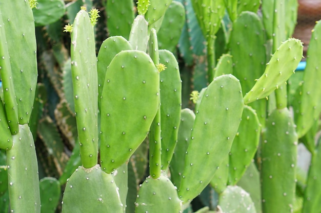 Cactus background in the garden