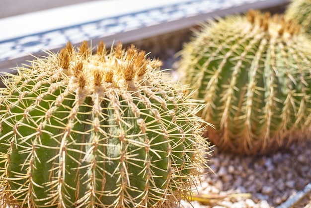 Cactus ball echinocactus grusonii in the garden. Succulent golden barrel cactus close up