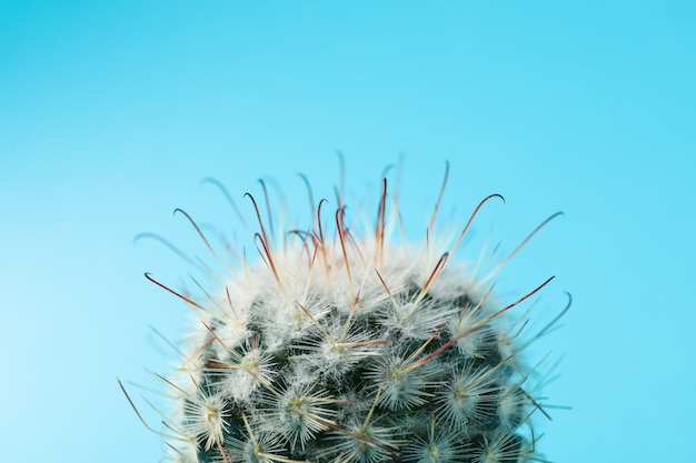 Cactus on blue background, macro. House plant