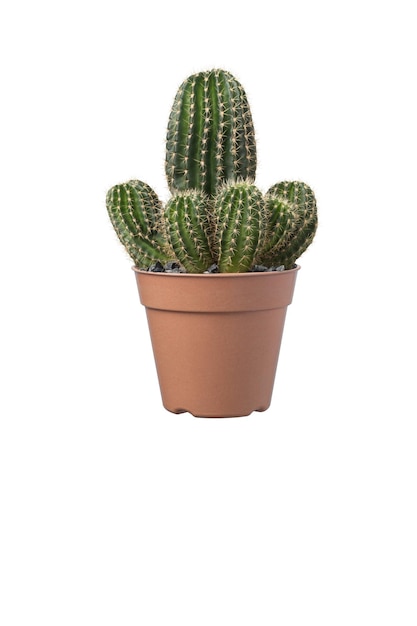 Cactus in brown plastic pots